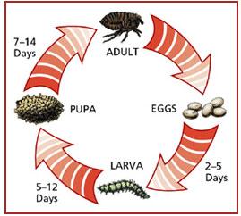 Flea Control – Benicia Cat Clinic