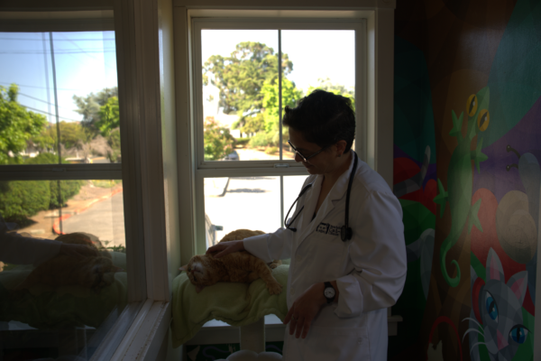 Benicia_Cat_Clinic_146 1