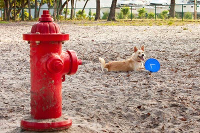 image for National Pet Fire Safety Day