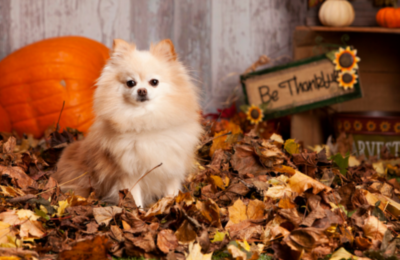 image for Thanksgiving Safety Tips for Pets