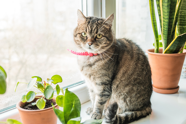 image for Excuse Me… A Cat Would Like a Word About Scary Spring Things